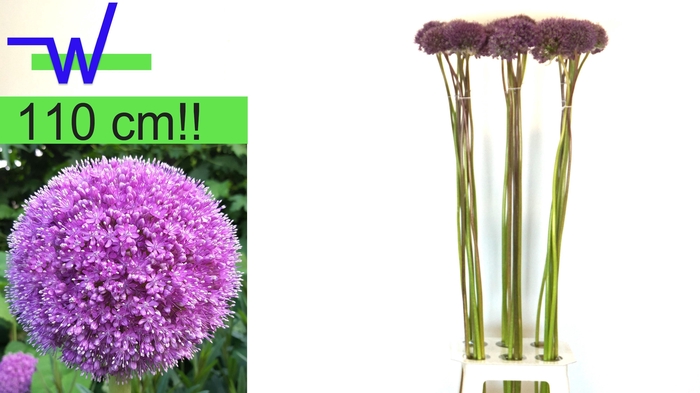<h4>Allium Grootbloemig</h4>
