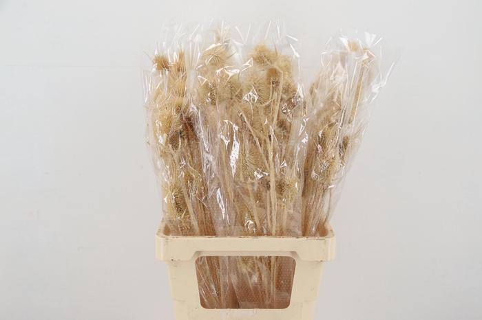 <h4>DROOGBL BEWERKT H%</h4>