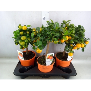 Citrus   ...