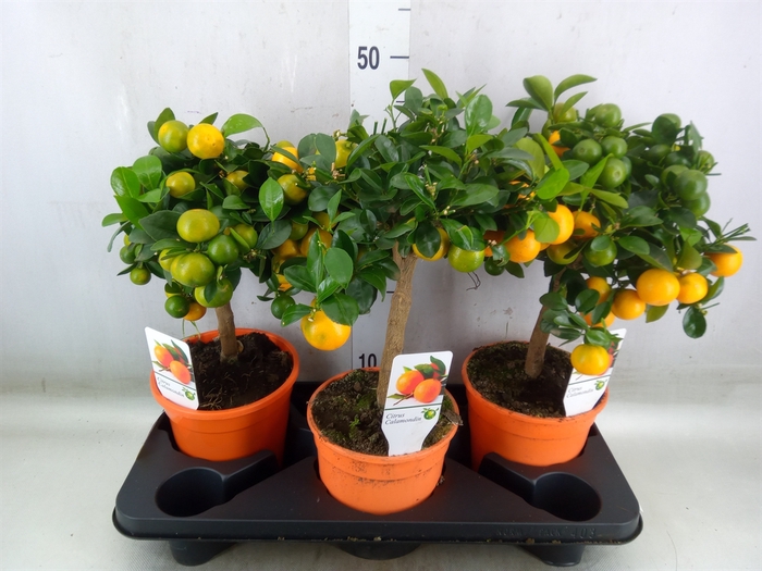 <h4>Citrus   ...</h4>
