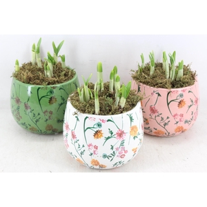 arr4 Narcis FL - Early springtime rond x3