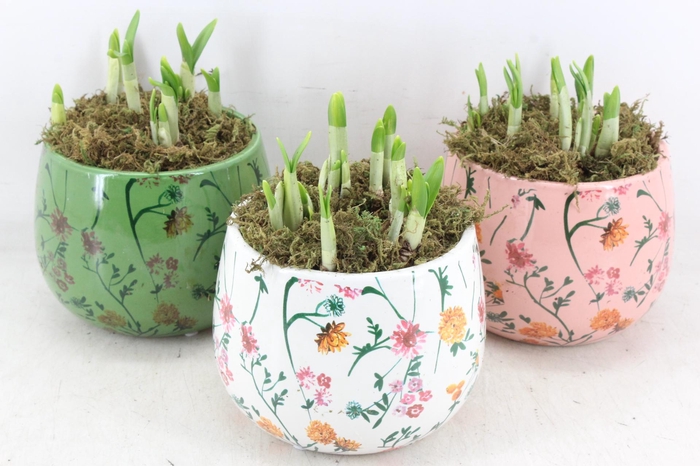 <h4>arr4 Narcis FL - Early springtime rond x3</h4>