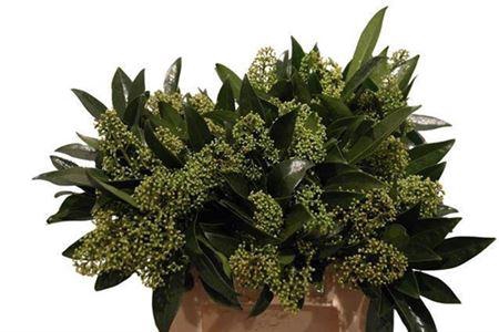 <h4>Skim C Kew Green Bs</h4>