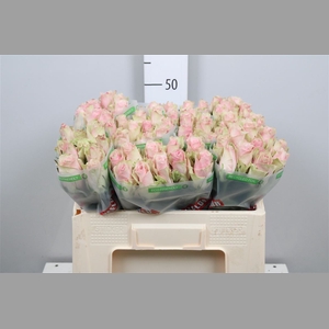 R Gr Pink Athena B1