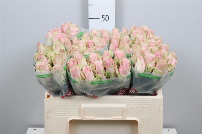 <h4>R Gr Pink Athena B1</h4>