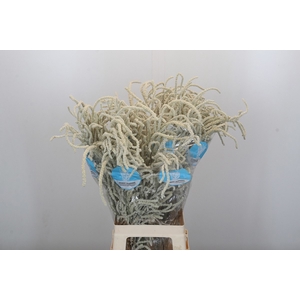 AMAR YEARMING DESERT