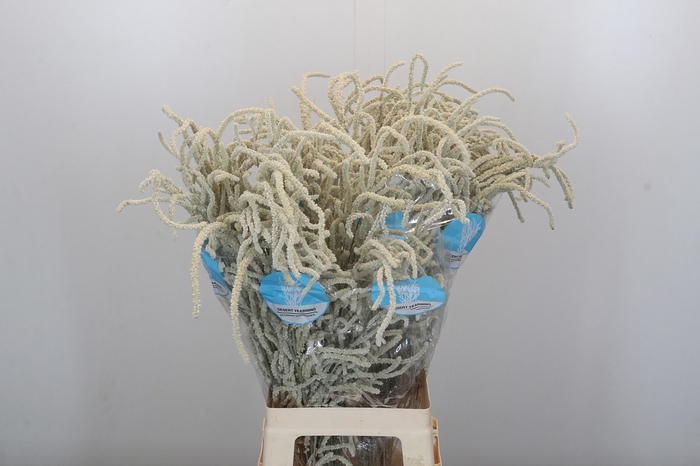 <h4>AMAR YEARMING DESERT</h4>