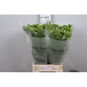 Fr En Wonderful White (x60!)