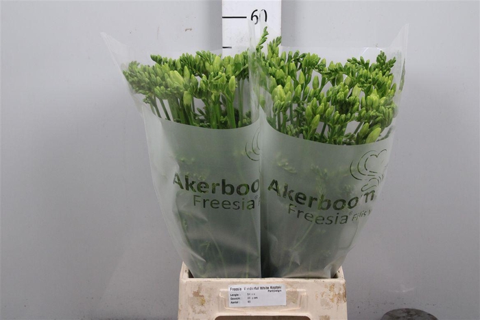 <h4>Fr En Wonderful White (x60!)</h4>