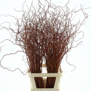 SALIX GOLDEN CURLS 130CM*