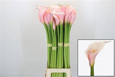 <h4>Zant Ae Eyd Pink</h4>