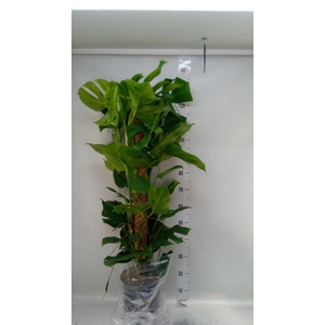 Monstera pertusum