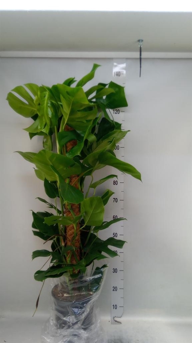 <h4>Monstera pertusum</h4>