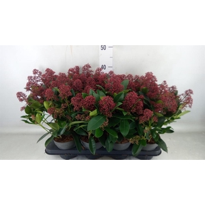 Skimmia jap. 'Rubella'