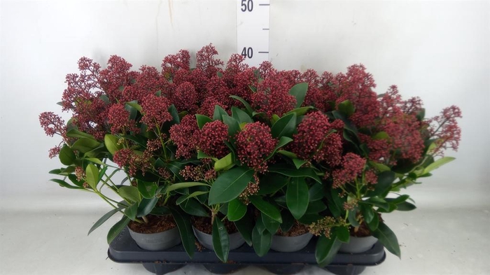 <h4>Skimmia jap. 'Rubella'</h4>