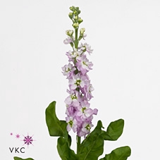 Matth Phant Light Pink