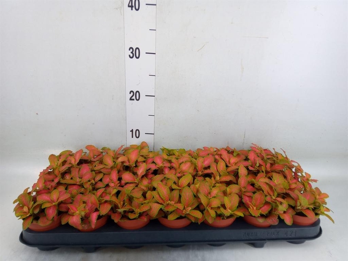 <h4>Fittonia   ...</h4>