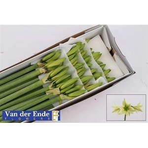 Hipp Di Green Valley