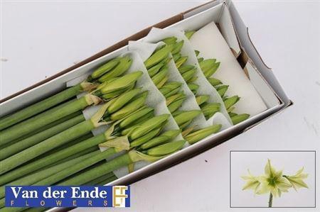 <h4>Hipp Di Green Valley</h4>