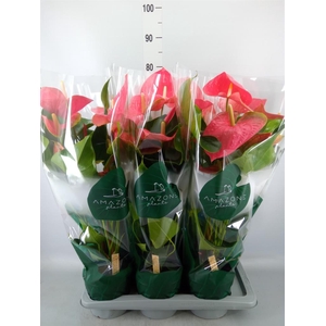 Anthurium andr. 'Colorado'