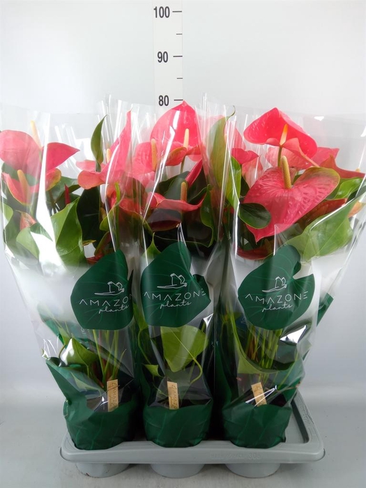 <h4>Anthurium andr. 'Colorado'</h4>