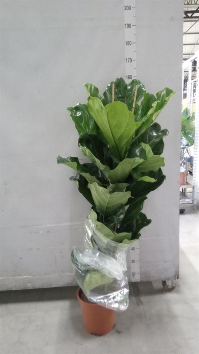 <h4>Ficus lyrata</h4>