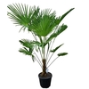 Trachycarpus Wagnerianus Nl Paspoort 160+