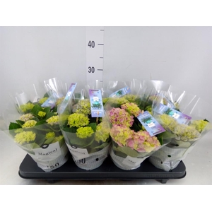 Hydrangea mac. 'Magical Revolution'