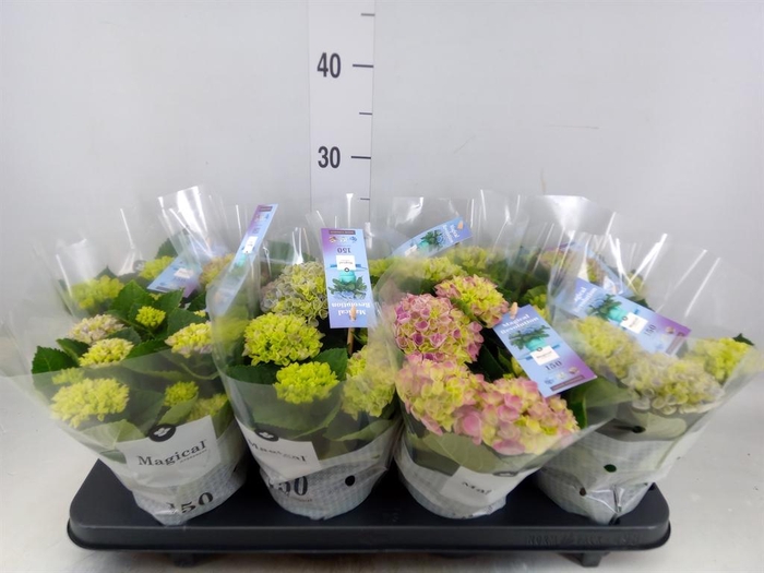 <h4>Hydrangea mac. 'Magical Revolution'</h4>
