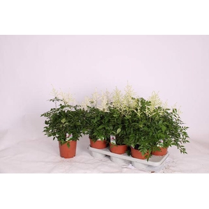 ASTILBE OVERIG