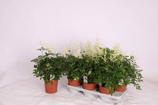 <h4>ASTILBE OVERIG</h4>