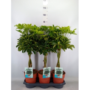 Schefflera arbor. 'Compacta'