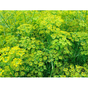 Foeniculum vulgare overig