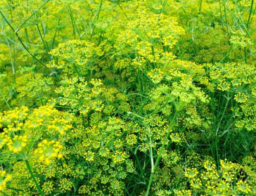 <h4>Foeniculum vulgare overig</h4>