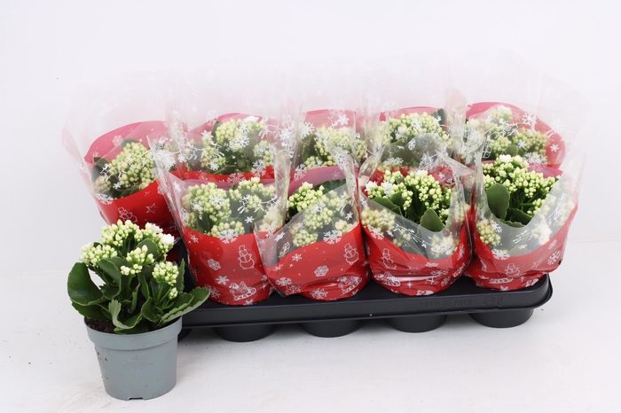 <h4>KAL GE RF SIA</h4>