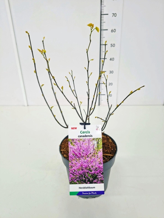 Cercis canadensis