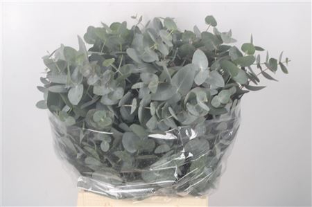 <h4>Euc Cinerea Per Bunch 150 Gram S U P E R</h4>