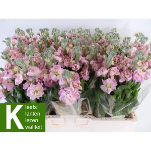 MATTH STOX CHAMPAGNE