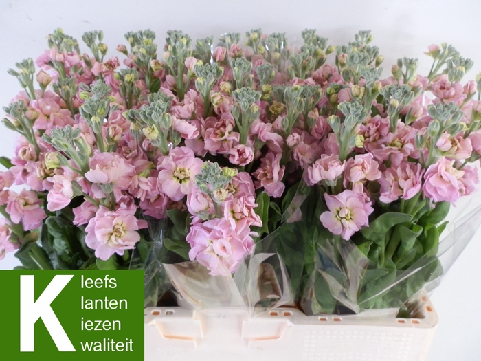 MATTH STOX CHAMPAGNE