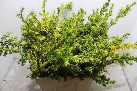 <h4>TAXUS B FAS AUREA</h4>