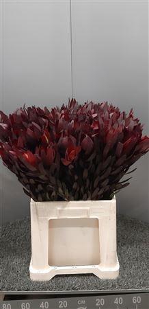 <h4>Leucad Saf Sunset</h4>