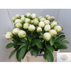 PAEO L IVORY VICTORY