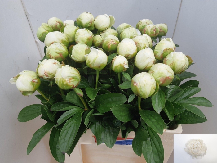 <h4>PAEO L IVORY VICTORY</h4>