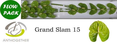 ANTH A GRAND SLAM 15 fp