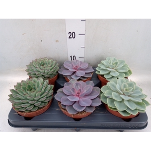 Echeveria   ...mix