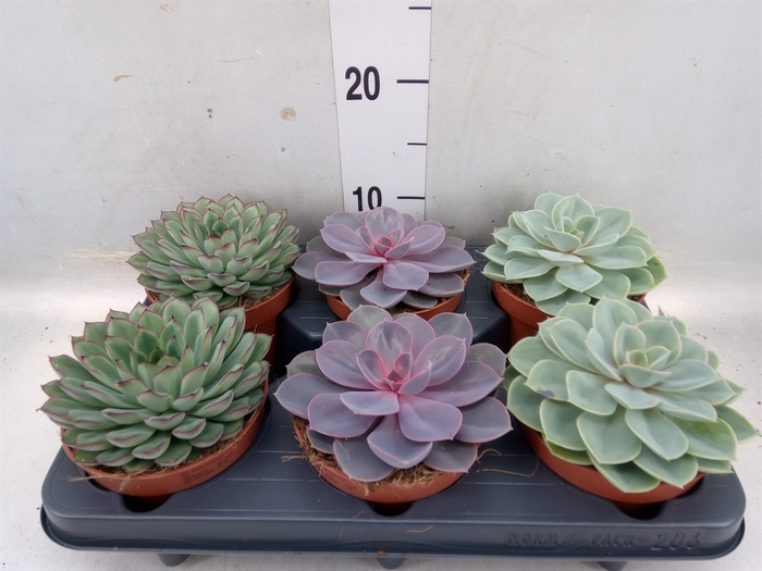 <h4>Echeveria   ...mix</h4>