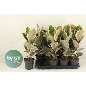 Ficus elastica Tineke 14Ø 53cm 1pp