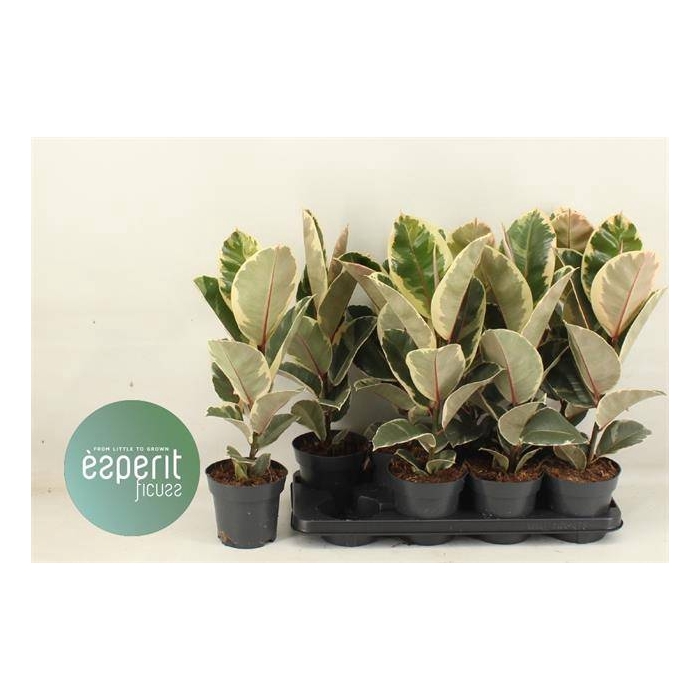 <h4>Ficus elastica Tineke 14Ø 53cm 1pp</h4>