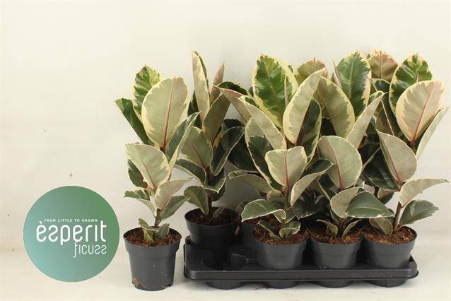 Ficus elastica Tineke 14Ø 53cm 1pp