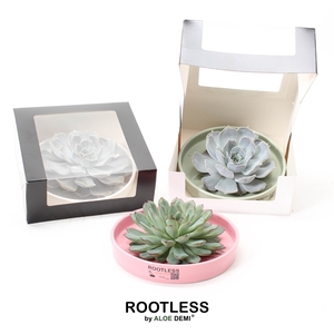 ROOTLESS Echeveria, Octopus bowl - black box